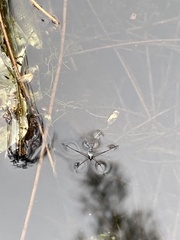 Neogerris hesione