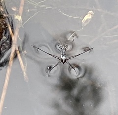 Neogerris hesione