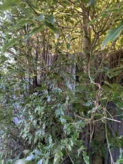 Pittosporum eugenioides