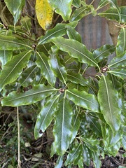 Pittosporum eugenioides