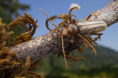 Ortholeptura valida