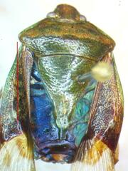 Pentatomidae