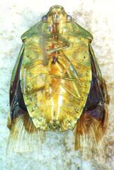 Pentatomidae