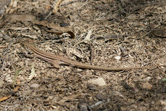 Aspidoscelis sonorae