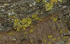 Candelaria concolor