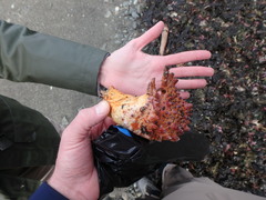 Echidnocerus cibarius