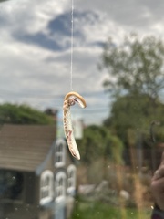 Elgaria multicarinata