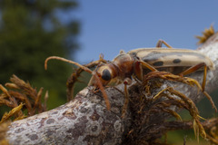 Ortholeptura valida