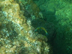 Thalassoma pavo