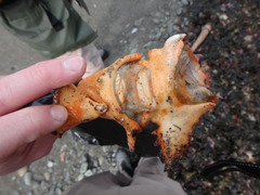 Echidnocerus cibarius