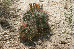 Ferocactus wislizeni