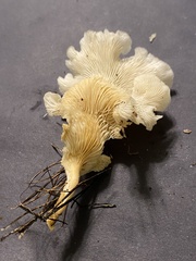 Favolus brasiliensis