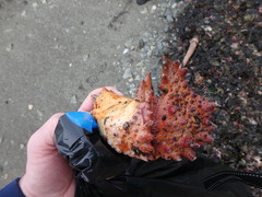 Echidnocerus cibarius