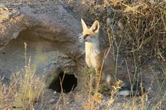 Vulpes vulpes barbara