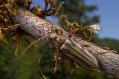 Ortholeptura valida