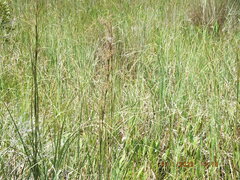 Cladium mariscus jamaicense