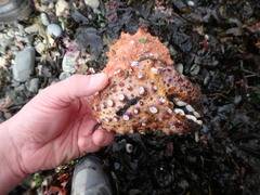 Echidnocerus cibarius