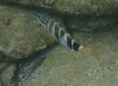 Serranus scriba