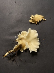 Favolus brasiliensis