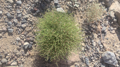 Eriogonum