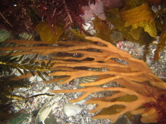 Pararhaphoxya sinclairi