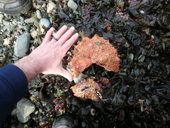 Echidnocerus cibarius