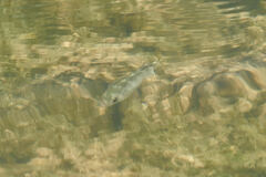 Cyprinodon macularius