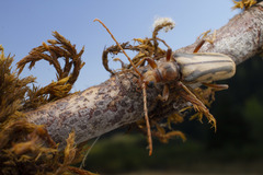 Ortholeptura valida