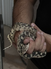 Pituophis catenifer deserticola