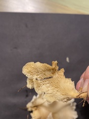 Favolus brasiliensis