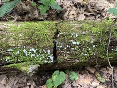 Arcyria cinerea