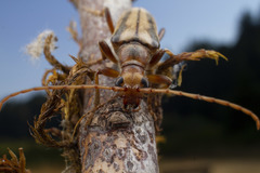 Ortholeptura valida