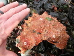 Echidnocerus cibarius