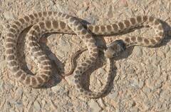 Hemorrhois algirus algirus