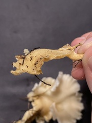 Favolus brasiliensis