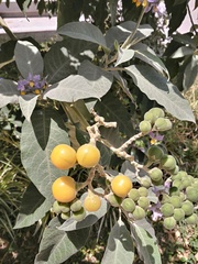 Solanum granulosoleprosum