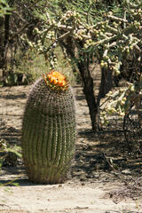 Ferocactus wislizeni