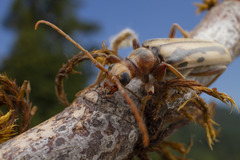 Ortholeptura valida