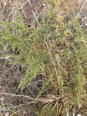 Artemisia dracunculus