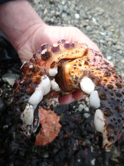 Echidnocerus cibarius