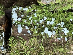 Arcyria cinerea