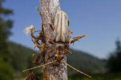 Ortholeptura valida