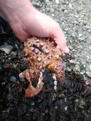 Echidnocerus cibarius