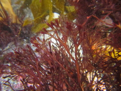 Melanthalia abscissa