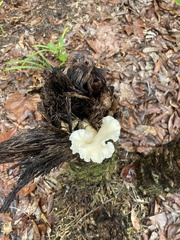 Favolus brasiliensis