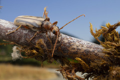 Ortholeptura valida