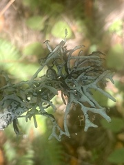 Hypogymnia imshaugii