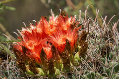 Ferocactus wislizeni