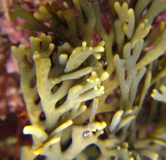 Xiphophora chondrophylla