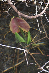Nuphar polysepala